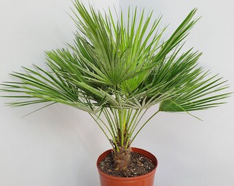 European Fan Palm - Live Palm Tree - Overall Height 30" to 36" - Tropical Plants of Florida