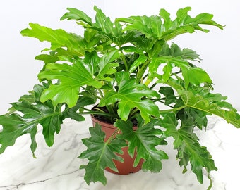 Phildendron Selloum - Live Indoor Plants Large - Overall Size 20" to 24" - Tropical Plants of Florida