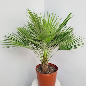 European Fan Palm - Live Palm Tree - Overall Height 30&quot; to 36&quot; - Tropical Plants of Florida