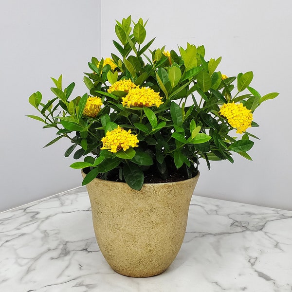 Ixora Maui Plant with Pot and Soil - Yellow - Plant Gifts - Plant Kit - Flower House Plants - Overall Height 22" to 28"