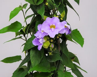 Sky Vine Plant Trellis Thunbergia Purple Flowers - Large Vine Plant - Flowering - 36" Overall Height - Tropical Plants of Florida