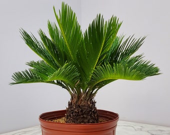 Sago Palm Tree Plant - Live Tree - Cycas Revoluta - Rare Plants - Live Plants Free Shipping - Overall Height 16" to 22"