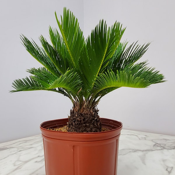 Sago Palm Tree Plant - Live Tree - Cycas Revoluta - Rare Plants - Live Plants Free Shipping - Overall Height 16" to 22"