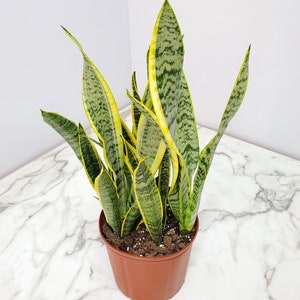 Sansevieria Laurentii - Mother in Law Tongue Plant - Rare Plants - Exotic Plants - Indoor Plants - Overall Height 26&quot; to 32&quot;