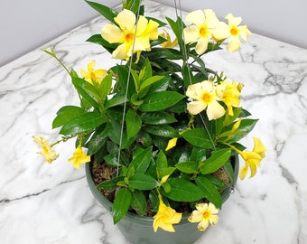 Yellow Dipladenia Live Hanging Plant - Flower Plant - Overall Size 14" Wide by 16" Tall - 12" Basket - Tropical Plants of Florida