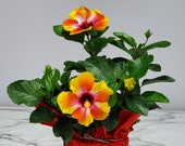 Fiesta Bush Hibiscus Plant Live - Flowering Plant - Overall Height 16 quot to 18 quot - 1 Gallon Pot - Tropical Plants of Florida
