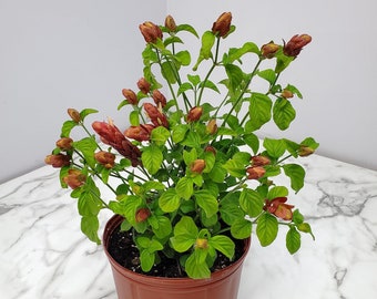 Red Shrimp Plant - Live Plants - Flowering Bush - Exotic Plants - Overall Height 18" to 22" - Tropical Plants of Florida