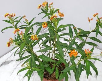 Orange Milkweed - Live Flower Plant - Attracts Monarch Butterflies - Overall Height 28" to 34" - Tropical Plants of Florida