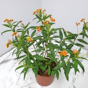 Orange Milkweed - Live Flower Plant - Attracts Monarch Butterflies - Overall Height 28" to 34" - Tropical Plants of Florida