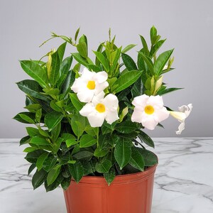 Dipladenia Plant Bush White - Flowering Plant Live - Overall Height 22&quot; to 26&quot; - Tropical Plants of Florida