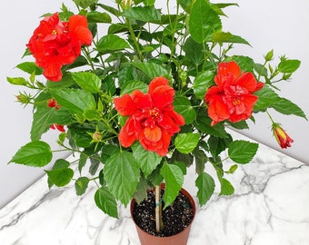 Double Red Standard Hibiscus Tree - Overall Height 38" to 44" - Double Hibiscus Flower - Tropical Plants of Florida