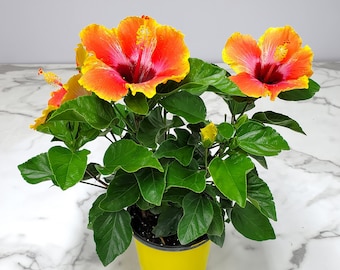 Fiesta Bush Hibiscus Plant Live - Flowering Plant - Overall Height 10" to 14" - 1 Gallon Pot - Tropical Plants of Florida