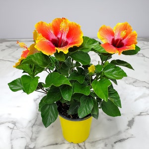May include: A potted hibiscus plant with vibrant orange and red flowers. The flowers have a yellow center and are surrounded by large, green leaves. The plant is in a bright yellow pot, set against a marble-patterned surface.