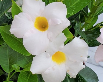 Dipladenia - Flower Bush Live - White Flowers - Vine Plants - House Plants Large - Garden Plants - Overall Height 22" to 26"