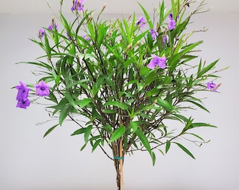 Braided Ruellia Purple Flowers Tree Plant - Overall Height 38" to 44" - Live Tropical Plants