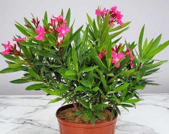 Oleander Bush Plant Calypso Pink - 26" to 30" Overall Height - Live Plant - Tropical Plants of Florida