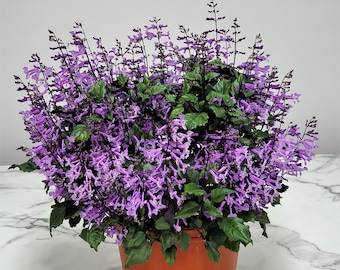 Mona Lavender Plant - Plectranthus - Overall Size 22" to 24" - Live Plant - Stress Relief