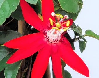 Red Passion Vine Plant - Live Large Trellis Flowering Plant - Overall Height 36" - Outdoor Plant - Tropical Plants of Florida