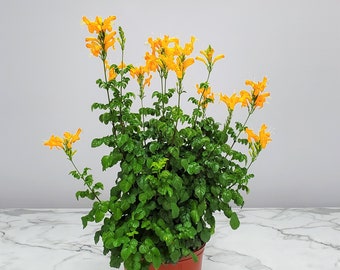 Cape Honeysuckle Bush Orange - Overall Height 24" to 30" - Tropical Plants of Florida