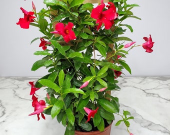 Mandevilla Plant Red Giant - Large Flower Plant Trellis - Overall Height 36" - Live Tropical Flowering Plants