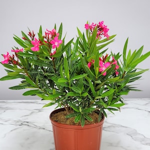 Oleander Bush Plant Calypso Pink - 26&quot; to 30&quot; Overall Height - Live Plant - Tropical Plants of Florida