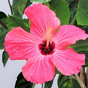 Hibiscus Plant - Pink Braided Tree - Plant Mom Gift - House Plants Large - Outdoor Plants Live - Overall Height 38" to 44" - 10" Planter