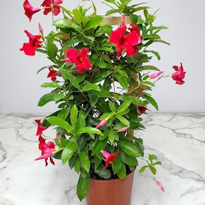 Mandevilla Plant Red Giant - Large Flower Plant Trellis - Overall Height 36" - Live Tropical Flowering Plants