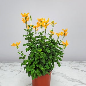 Cape Honeysuckle Bush Orange - Overall Height 24&quot; to 30&quot; - Tropical Plants of Florida