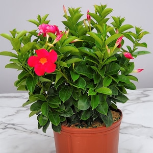 Dipladenia Bush Coral - Flower Plant Large - Live Plant - Overall Height 22&quot; to 26&quot; - Tropical Plants of Florida