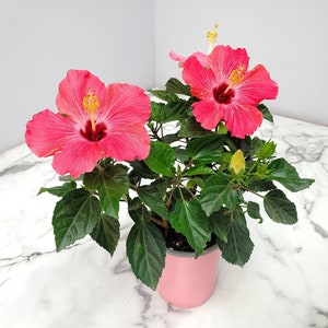 Hibiscus Plant Painted Lady Pink - Live Plants - Pink Flowering Bush - 10&quot; to 12&quot; Overall Height - 6&quot; Planter - Tropical Plants of Florida
