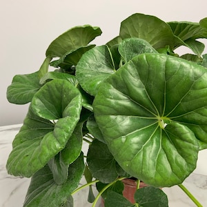 May include: A close-up of a houseplant with large, round, green leaves. The leaves are arranged in a cluster, with some overlapping.