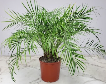 Roebellenii Palm Tree Plant - Tropical Plants Live - Home Decor - House Plants Outdoor - Overall Height 30" to 36"