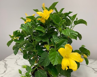 Yellow Hibiscus Plant Live - Hibiscus Bush - Overall Height 26&quot; to 28&quot; - Tropical Plants of Florida