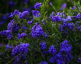 Duranta Purple Flower Bush - Live Flower Plants - Outdoor Plants - Flowering House Plants - Overall Height 22" to 26"