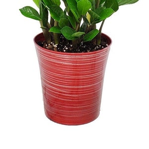 May include: A green ZZ plant in a red striped pot. The plant has multiple stems with dark green leaves.
