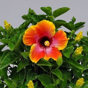 Fiesta Hibiscus Bush - Sunset Flower Bush - Flower Plants Live - Large Plant - Easy Care Plants - Overall Height 22" to 26"