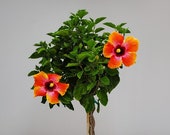 Live Hibiscus Tree Braided Fiesta - Overall Height 40 quot to 48 quot - 3 Gallon Pot - Tropical Plants of Florida