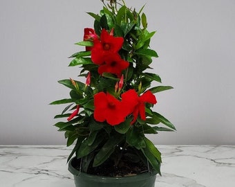 Red Mandevilla Plant Hanging Basket - Flowering Plants Large - Overall Size 14" Wide by 18" Tall - 12" Basket - Tropical Plants of Florida