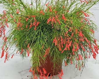 Red Firecracker Plant Bush - Overall Height 20" to 24" - Tropical Foliage Flowering Plant