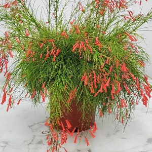 Red Firecracker Plant Bush - Overall Height 20&quot; to 24&quot; - Tropical Foliage Flowering Plant