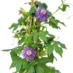 Purple Passion Vine Plant - Flowering Trellis Vine Plant - Large Plants -  Overall Height 36” - Tropical Plants of Florida