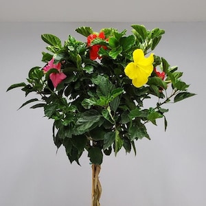 May include: A potted hibiscus tree with a braided trunk and vibrant blooms in red, pink, and yellow. The tree is in a brown pot and sits on a marble-patterned surface. The tree is approximately 30 inches tall.