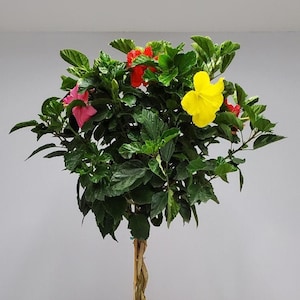 Live Hibiscus Tree Braided Mix (3 to 4 Colors) - Overall Height 36" to 42" - Tropical Plants of Florida