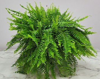 Large Boston Fern Hanging Plant - Hanging Fern - Overall Spread 25" to 30" - 10" Hanging Basket - Tropical Plants of Florida