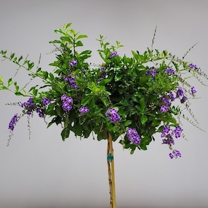 Duranta Purple Showers Tree - Standard Flowering Tree - Overall Height 36" to 42" - Tropical Plants of Florida