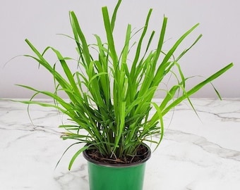 Lemongrass Plant Live - Cymbopogon - Grass Herb Plant - Overall Height 16" to 22" - 1 Gallon Pot