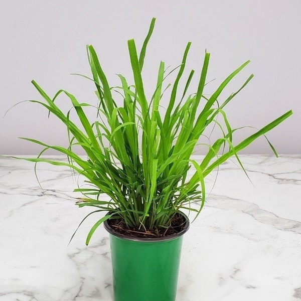 Lemon Grass Plant Etsy