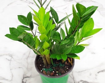 ZZ Plant Zamioculcas Zamiifolia - Low Light Plant - Indoor Plants - Easy Care House Plant - Overall Height 16" to 19" - 1 Gallon Pot