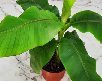 Hardy Banana Plant Live - Basjoo Banana - Tree Plant - Tropical Plants - House Plants Large - Overall Height 36" to 48"