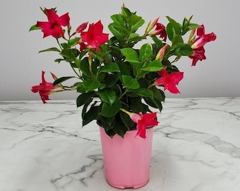 Dipladenia Flowering Shrub - Pink Flowering Plant - Outdoor Plants - Easy Care Plants - House Plants - Overall Height 12" to 16" - 1 Gallon